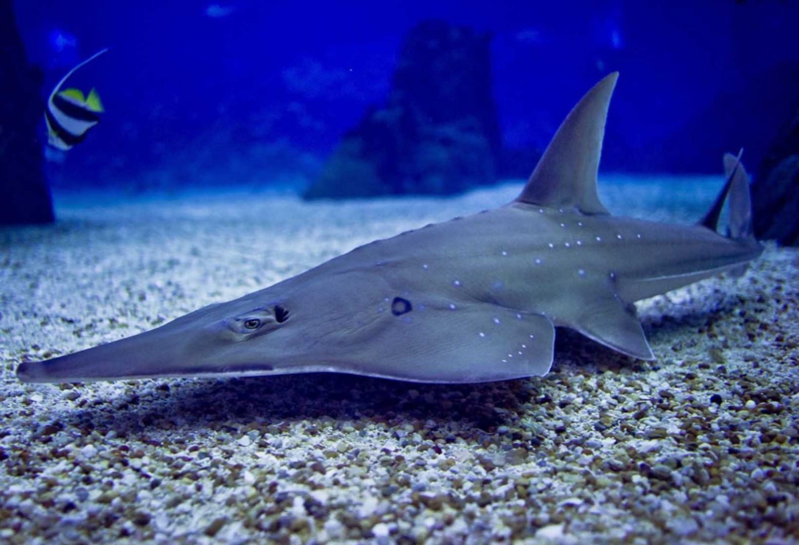 White-spotted Wedgesfish