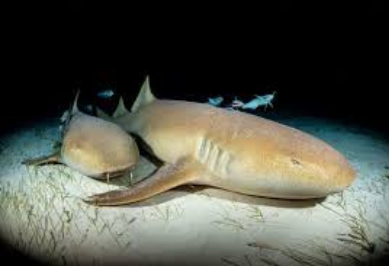 Tawny Nurse Shark