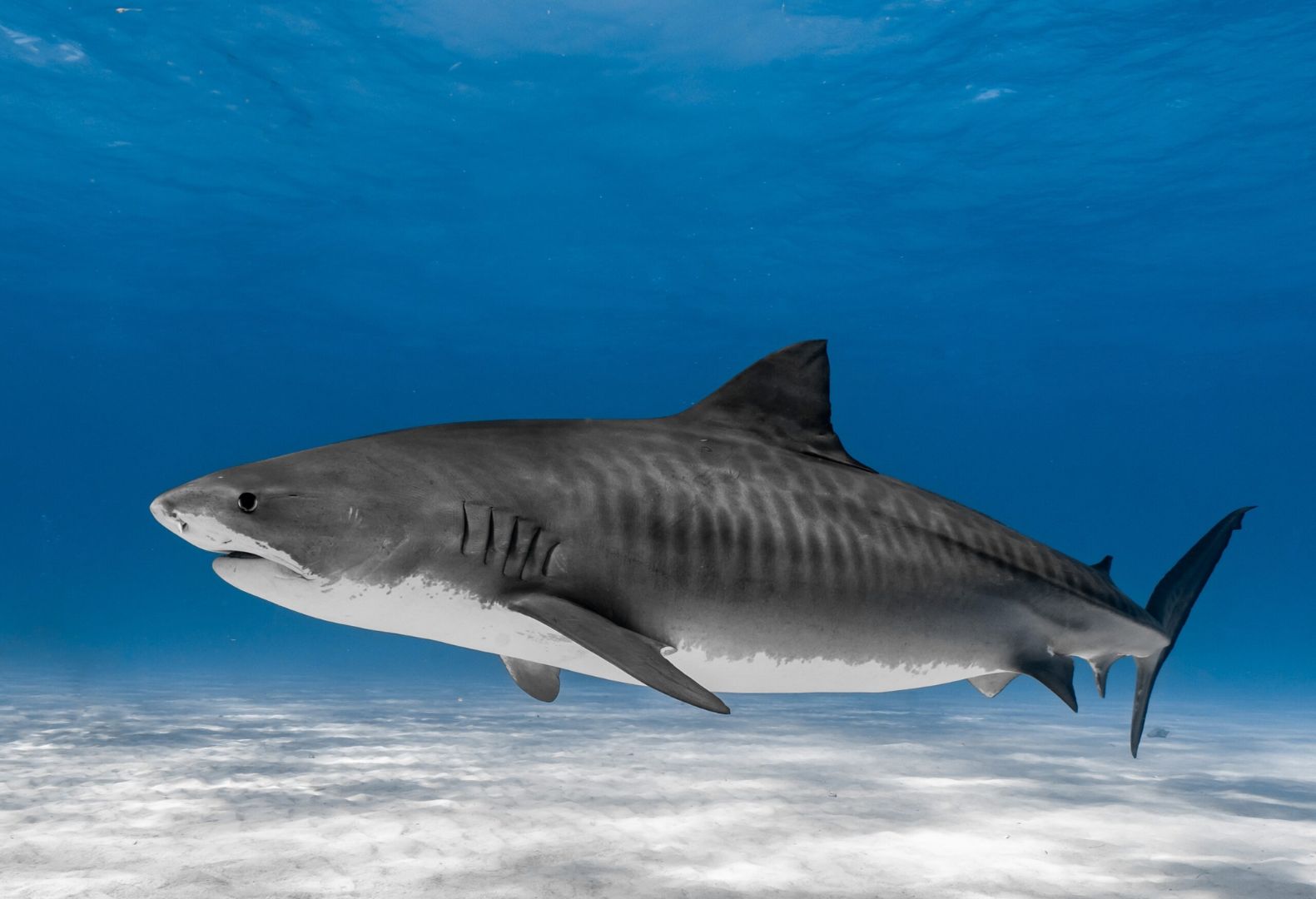 Tiger Shark