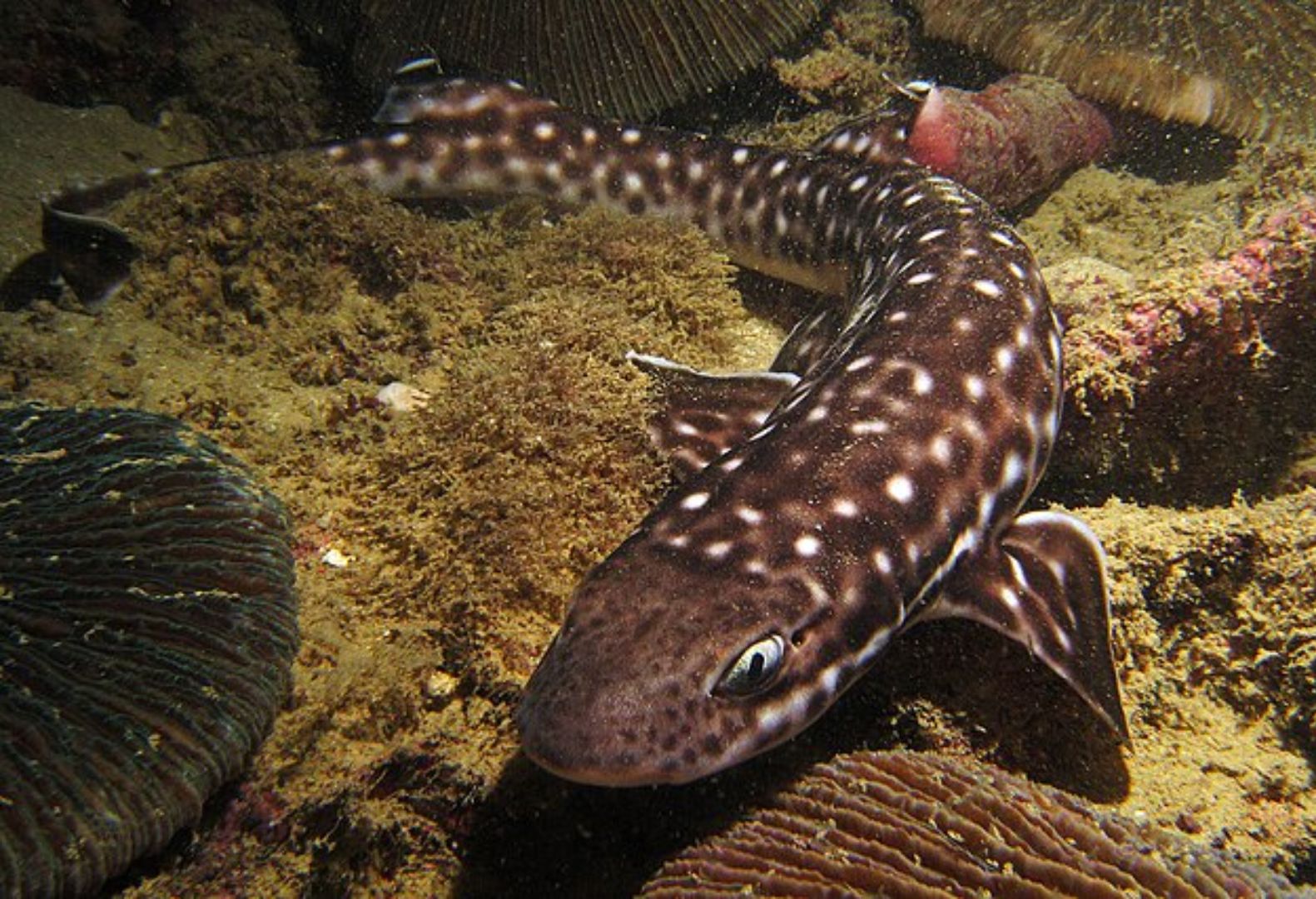 Coral Cat Shark